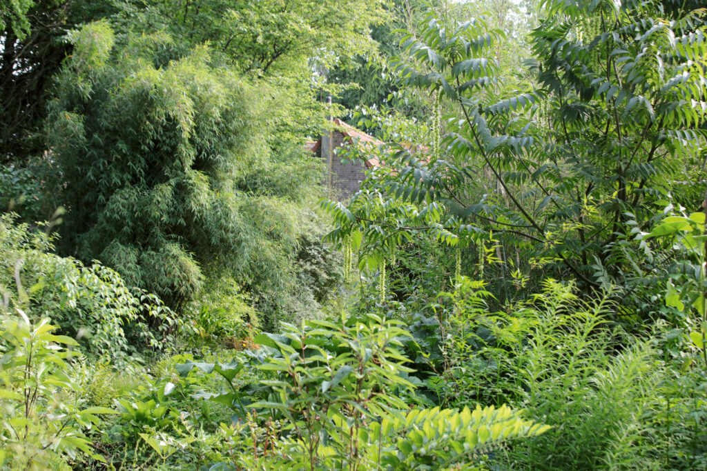 Le Clos du Coudray en Normandie, un jardin de famille inspiré des jungles d'Asie