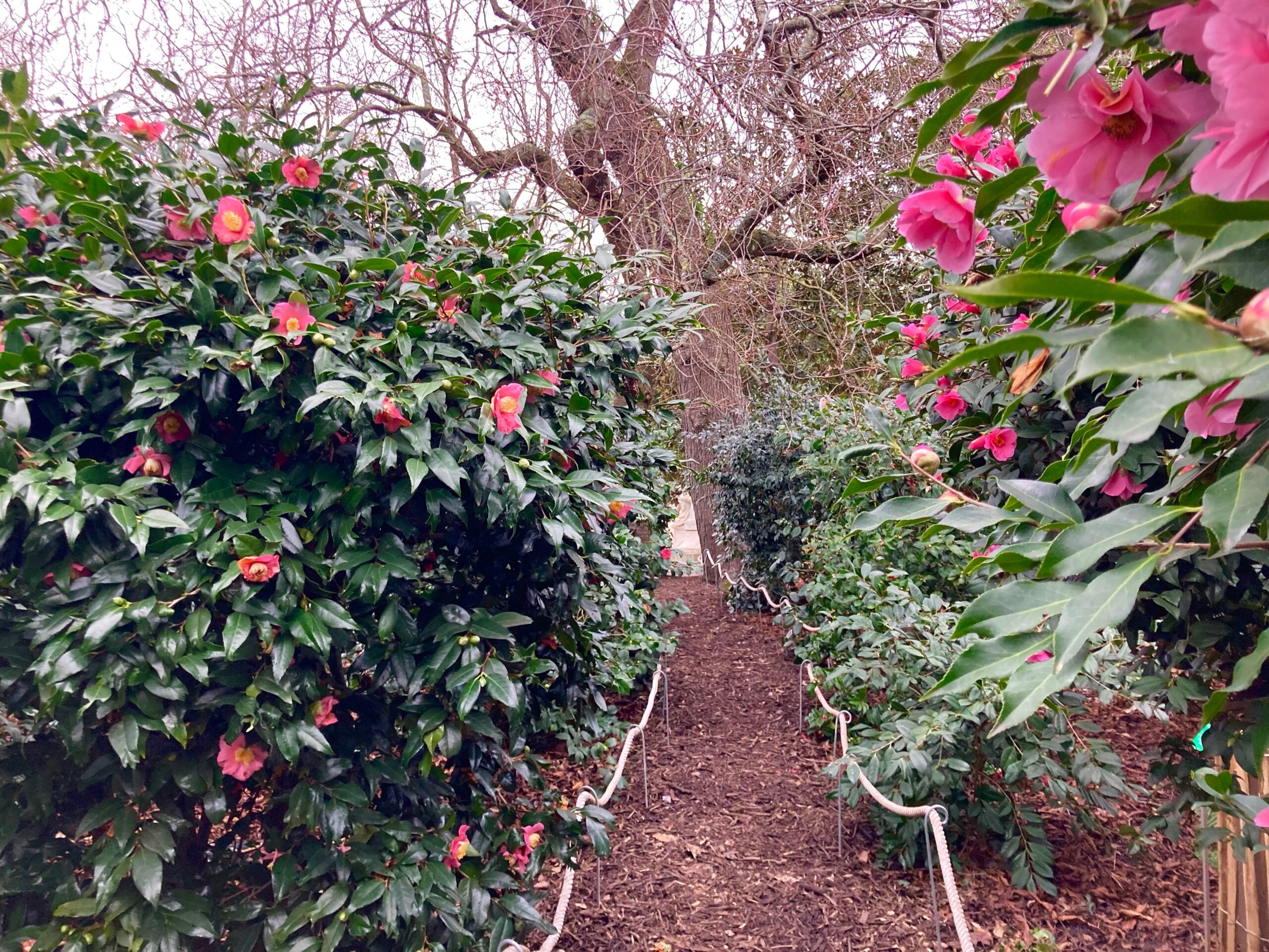 Au Jardin des Plantes de Nantes, un sentier guide les pas dans un labyrinthe de camélias.