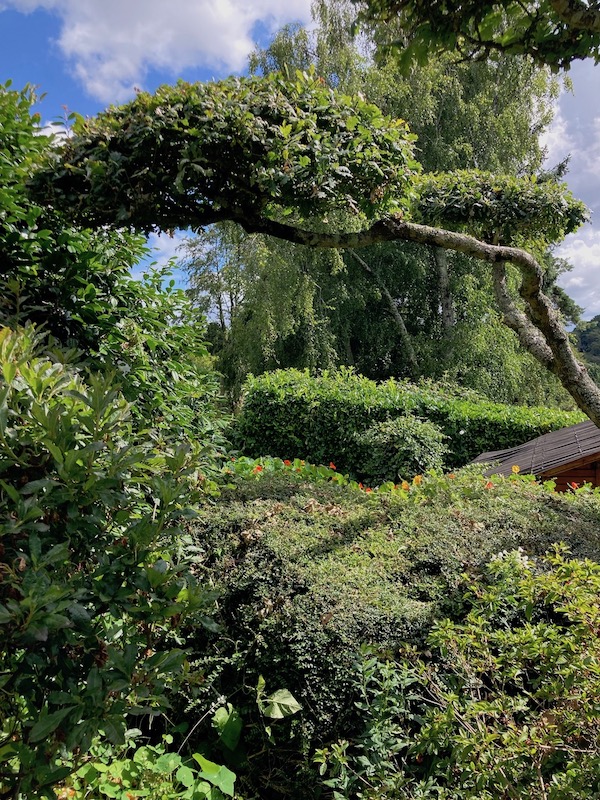 Dans le jardin de Georges Mear à Brest, l'art des topiaires est appliqué à chaque arbre et er arbustes, chênes verts compris.