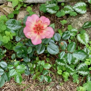 Le rosier Baia de Verdia a pris son temps pour bien prendre racine au jardin et voilà sa première fleur