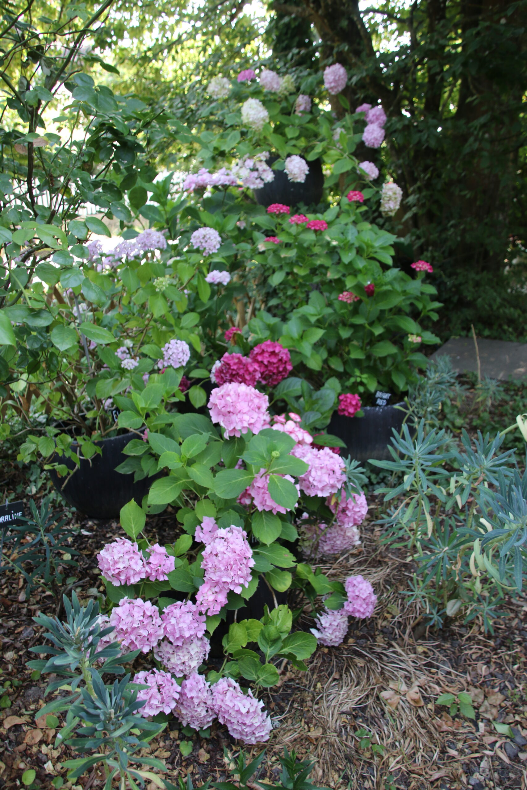 Jardin d'Altona. Une collection de 350 variétés d'hortensias.