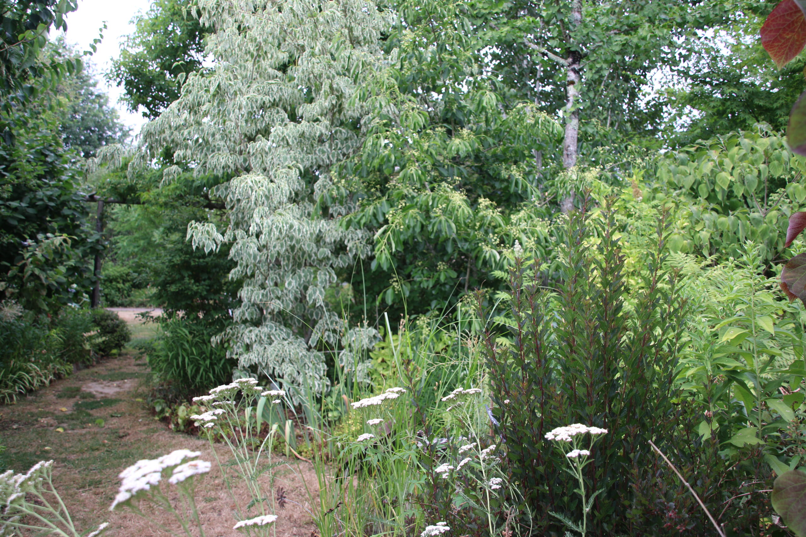 IMG_1952 Jardin des Oiseaux. L'ambiance feutrée des arbres pour un cheminement mystérieux.