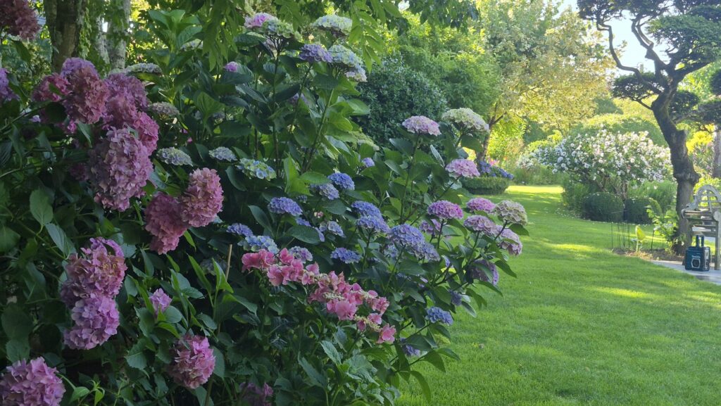 Hortensias et hydrangéas en collection. 350 variétés.