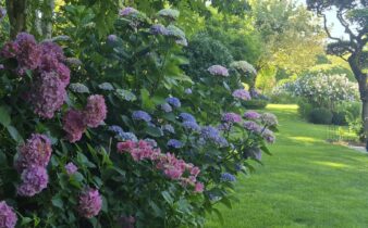 Hortensias et hydrangéas en collection. 350 variétés.