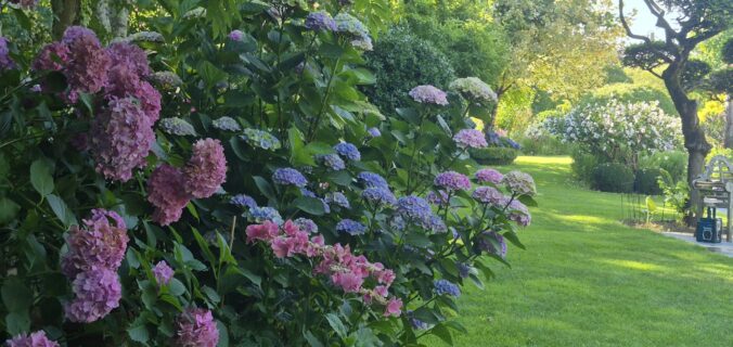 Hortensias et hydrangéas en collection. 350 variétés.