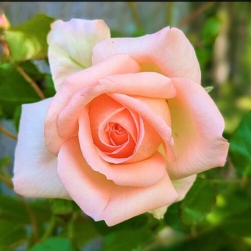 ROSE Fondation Signature