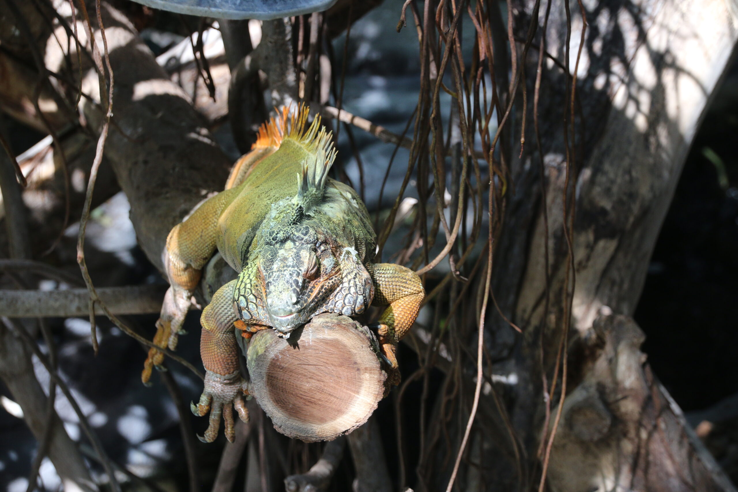 Parc zoologique de Vincennes. L'iguane sous sa lampe chauffante par 39° dehors.