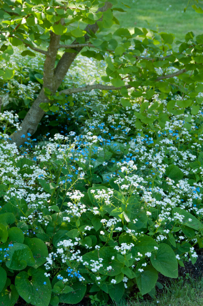 Vivace sans problème, la brunnera ou myosotis du Causase anime de son halo bleu les zones ombragées.